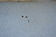 American Coot - 2017 - April