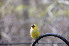 american goldfinch