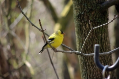 American Goldfinch - 2018 - April