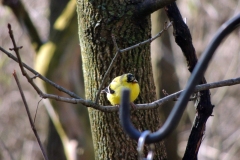 American Goldfinch - 2018 - April