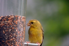 American Goldfinch - 2019 - August