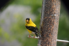 American Goldfinch - 2019 - August