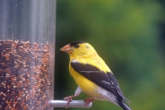 American Goldfinch - 2019 - August