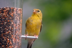 American Goldfinch - 2019 - August
