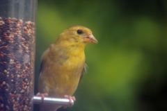 American Goldfinch - 2019 - August