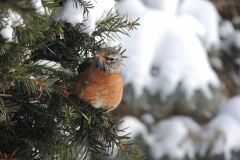 american robin