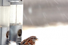 american tree sparrow