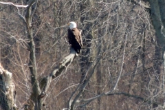 bald eagle