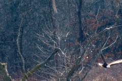 2013-march_8602460565_o