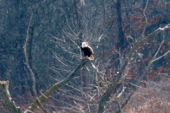 2013-march_8602464467_o