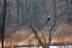 2013-march_8602472521_o