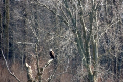 2013-march_8602480309_o