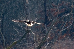 2013-march_8603563650_o