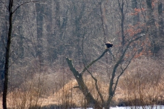 2013-march_8603570436_o