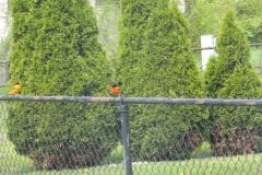 2019-may_48787459533_o
