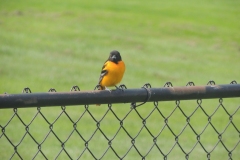 2019-may_48787817826_o
