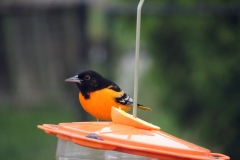 2019-may_48787821736_o