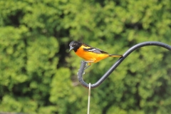 2019-may_48787966527_o