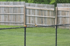 2019-may_48787967547_o