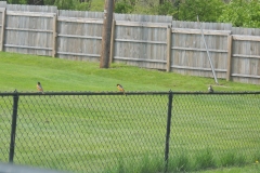 2019-may_48787968117_o