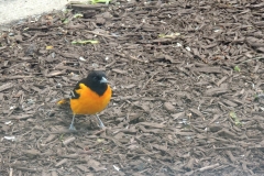 2020-may_49887416511_o