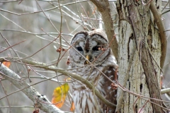 barred owl