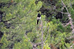 black-billed magpie
