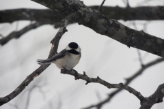 black-capped chickadee