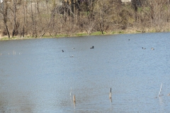 blue-winged teal