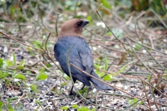 brown-headed cowbird