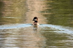 bufflehead