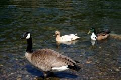 2008-april_2447674509_o
