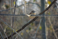 carolina wren