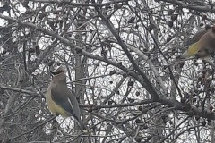 cedar waxwing