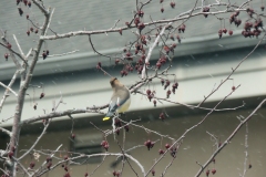2022-march_53172892622_o