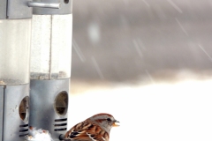 2013-march_8603688586_o