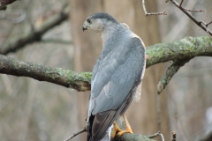cooper's hawk