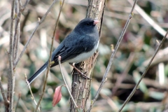 dark-eyed junco