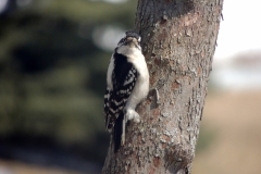 downy woodpecker