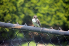 eastern phoebe
