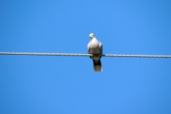 eurasian collared-dove
