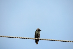 european starling