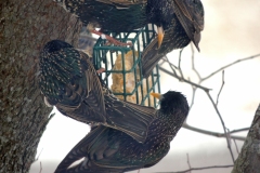 2013-march_8602575469_o