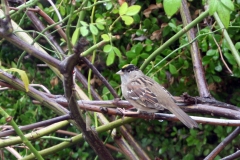 gold-crowned sparrow