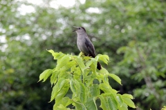 gray catbird