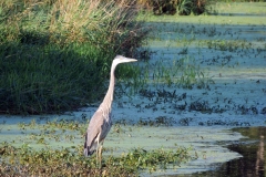great blue heron