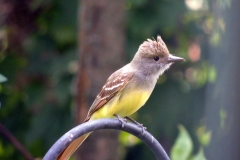 great crested flycatcher