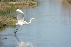 great egret