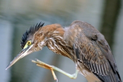 green heron