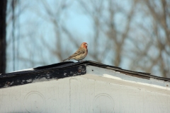 2020-february_49863415207_o